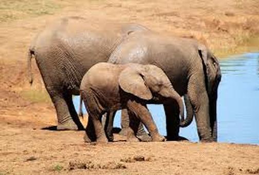 Adaptations - Ecology of the African bush elephant